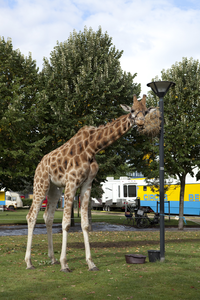 816964 Afbeelding van de giraffe van Circus Belly Wien in het Griftpark te Utrecht.